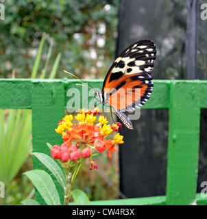 Ismenius Longwing Butterfly Foto Stock