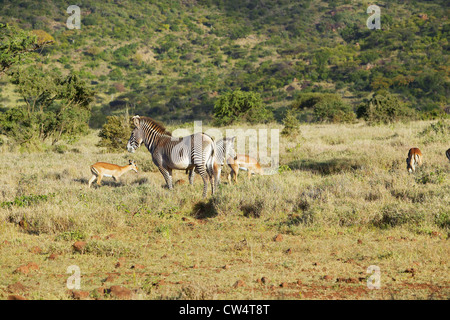 Pericolo di Grevy Zebra e Impala in Lewa Conservancy, Kenya, Africa Foto Stock