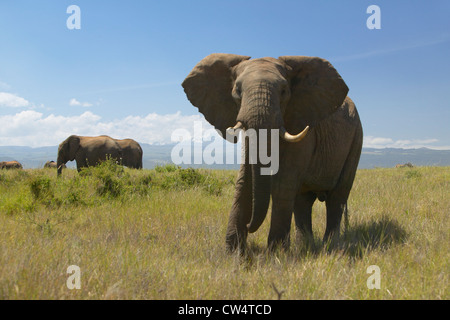 Gli elefanti africani a Lewa Conservancy, Kenya, Africa Foto Stock