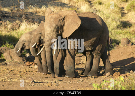 Gli elefanti africani nel pomeriggio la luce in corrispondenza di Lewa Conservancy, Kenya, Africa Foto Stock