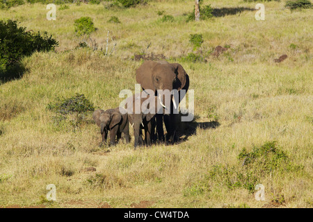 Gli elefanti africani nel pomeriggio la luce in corrispondenza di Lewa Conservancy, Kenya, Africa Foto Stock