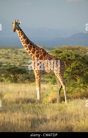 La giraffa nella luce del tramonto a Lewa Conservancy, Kenya, Africa Foto Stock