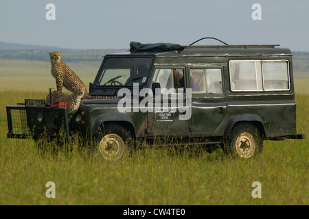 Sondaggio ghepardi praterie dalla parte superiore del veicolo Landrover nel Masai Mara vicino a poco governatore del camp in Kenya, Africa Foto Stock