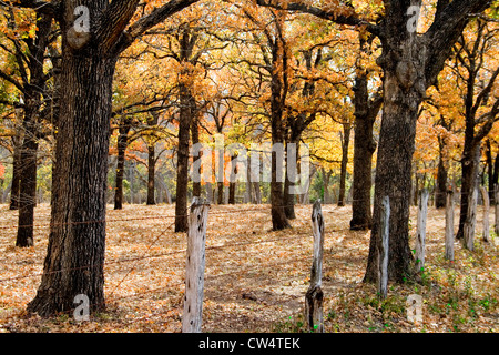 I colori dell'autunno, autunno Foto Stock
