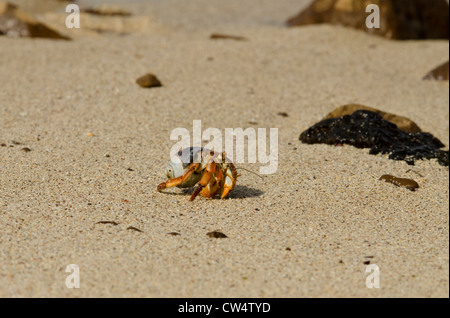 Ecuador, Galapagos, San Cristobal. Semi-terrestre eremita granchi (variabilis compressus), specie native. Foto Stock