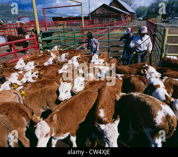 Spostando 200 lb. I VITELLI IN COLORADO Foto Stock