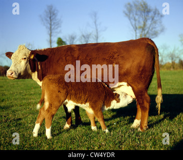 HEREFORD COW NURSING 6 settimana vitello, 135 lb. / ADAMS COUNTY, PENNSYLVANIA Foto Stock