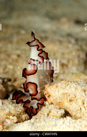 Un marine flatworm, Maiazoon orsaki. Questo animale è seduto. Foto Stock