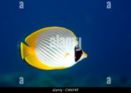 Un Panda o Butterflyfish filippino, Chaetodon adiergastos, nuoto sott'acqua con uno sfondo blu. Foto Stock