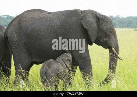 Gli elefanti africani e baby nelle praterie di Lewa Conservancy, Kenya, Africa Foto Stock