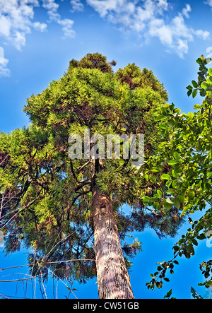 Tall verde pino nel contesto di cielo blu e bianchi e soffici nuvole, saturo, natura, Darjeeling, Foto Stock