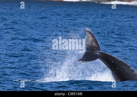 Humpback Whale (Megaptera novaeangliae) violare in mare, Icy Strait Glacier Bay, Alaska, STATI UNITI D'AMERICA Foto Stock