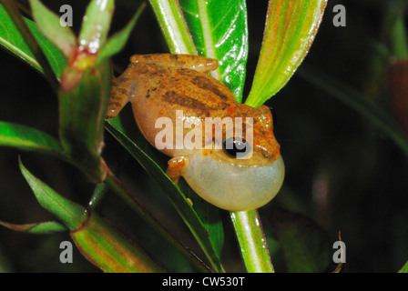 Arbusto comune (Rana Philautus popularis) chiamando in Sinharaja Rain Forest, Sri Lanka Foto Stock