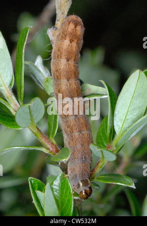Mattone Moth caterpillar (Agrochola circellaris) su Creeping Sallow (Salix repens) a Whitford Burrows Riserva Naturale Nazionale Foto Stock