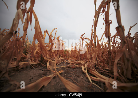 Guardando verso il basso di una riga in un campo di mais rovinato dalla siccità, al di sopra della massa di cracking. Foto Stock