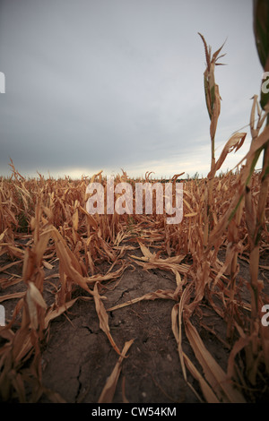 Guardando verso il basso di una riga in un campo di piante di mais uccisi dalla siccità, con apparente ampia crepe nel suolo. Foto Stock