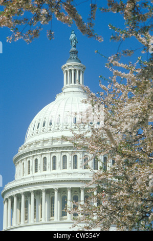 United States Capitol Building cupola attraverso la fioritura dei ciliegi, Washington D.C. Foto Stock