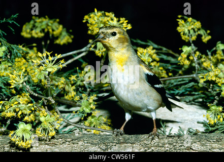 American Cardellino (Carduelis tristis) con cornel europea blossoms (Cornus mas) Foto Stock