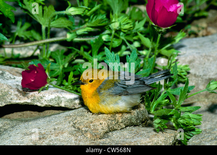 Prothonotary trillo (Protonotaria citrea) sulle rocce dai nativi fiori selvaggi, Missouri USA Foto Stock