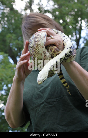Donna che mantiene un bull snake. Foto Stock