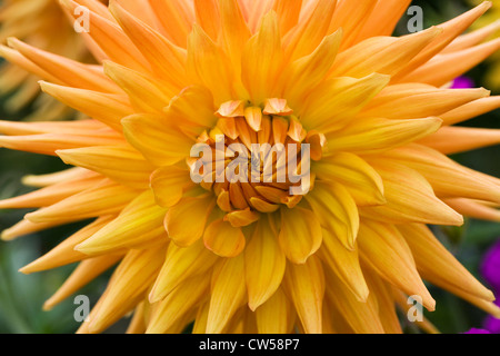 Arance grandi dahlia crescono in un confine erbacee. Foto Stock