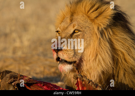 Un maschio di leone feed sul suo uccidere vicino al tramonto nel Kalahari. Foto Stock