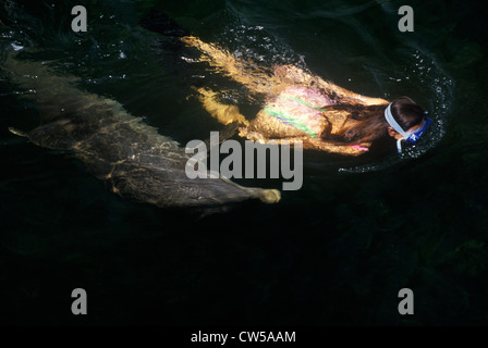 Dolphin e femmina nuotatore, mammifero marino Centro di ricerca e formazione, Key Largo, FL Foto Stock