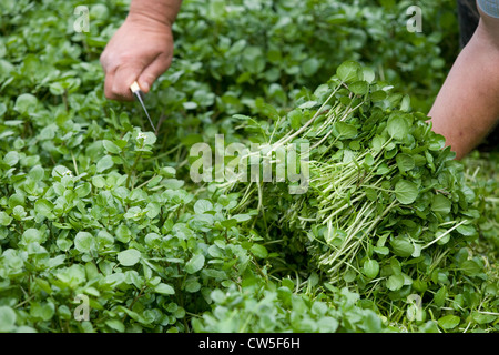 Hampshire: crescione coltivazione raccolta Foto Stock