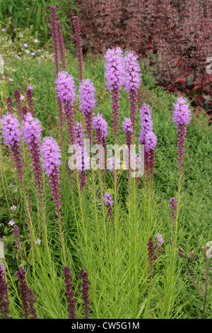 Blazing Star o Gay-piuma, Liatris spicata "Kobold', Asteraceae. Aka. Prairie Gay giù, Kobold Dense Blazing Star. Fiore. Foto Stock