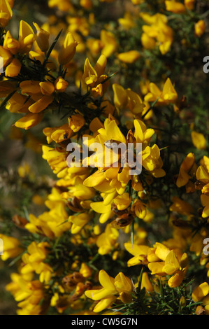 Gorse giallo fiori, Mousehold Heath, Norwich, Norfolk, Regno Unito Foto Stock