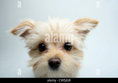 Close-up di una razza mista cucciolo Foto Stock