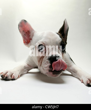 Close-up di un bulldog francese cucciolo di leccare il suo naso Foto Stock