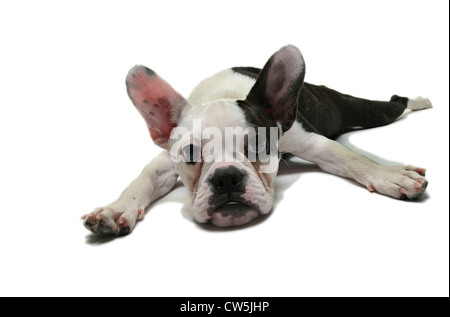 Bulldog francese cucciolo di appoggio Foto Stock