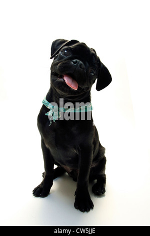 Black Pug cucciolo con la lingua fuori Foto Stock