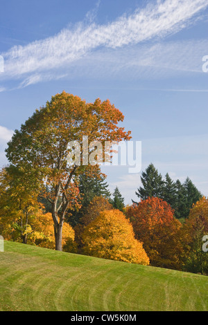 Alberi su un paesaggio, Hoyt Arboretum, Oregon, Stati Uniti d'America Foto Stock