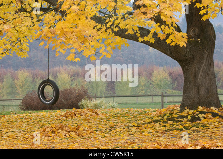 Maple (Acer saccharum) tree con un pneumatico swing, Hood River, Oregon, Stati Uniti d'America Foto Stock