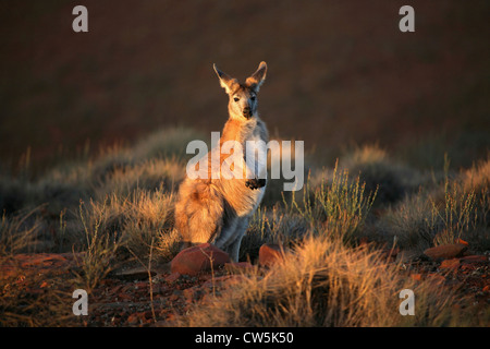 Kangaroo in una foresta, Flinders Ranges, South Australia, Australia Foto Stock
