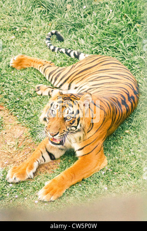 Una tigre con una amputazione della gamba, si ritiene di essere vittima di animale bracconaggio, la foto viene scattata in Sumatra dell Indonesia. Foto Stock