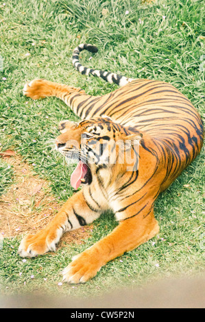 Una tigre con una amputazione della gamba, si ritiene di essere vittima di animale bracconaggio, la foto viene scattata in Sumatra dell Indonesia. Foto Stock