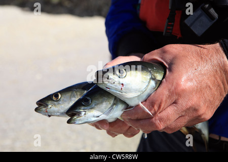 Fisherman tenendo la sua cattura di tre Pollack quale linea sono stati catturati nelle acque ad ovest della Scozia Foto Stock