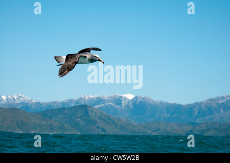 Il Salvin Mollymawk volando sopra l'Oceano Pacifico vicino alla costa di Kaikoura in Nuova Zelanda. Segelnder Salvin-Albatros. Foto Stock