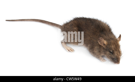 Un morto isolato di ratto. Close up Foto Stock