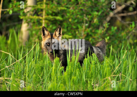 Un wild cross fox Foto Stock