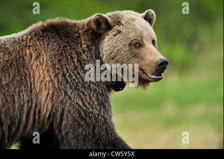 Un vicino la vista laterale di una femmina di orso grizzly Foto Stock