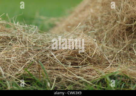 Chiuda il fieno Foto Stock