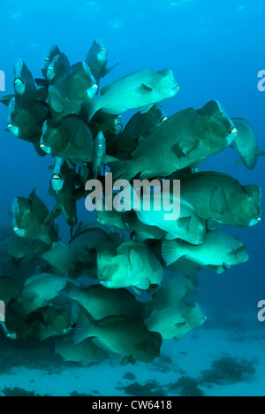 Scuola di pesci pappagallo Bumphead Bolbometopon muricatum, della Grande Barriera Corallina, Coral Sea, Queensland, Australia Foto Stock