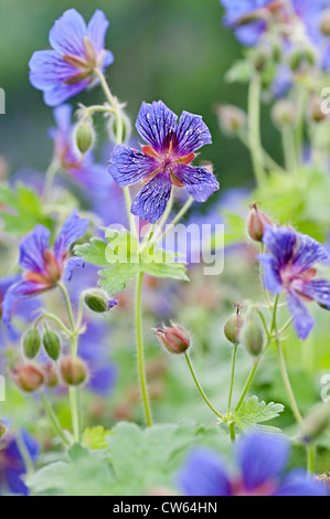 Cranesbill johnson fiore blu con le API di impollinazione del fiore Foto Stock