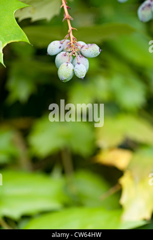 Mahonia frutto su una boccola in un giardino del Regno Unito Foto Stock