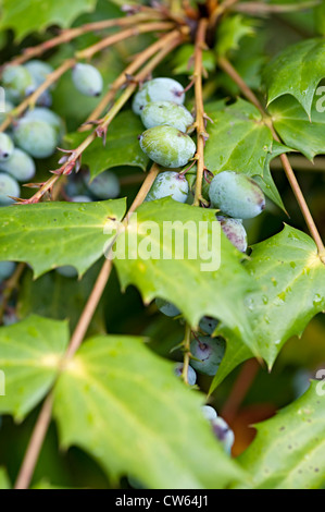 Mahonia frutto su una boccola in un giardino del Regno Unito Foto Stock