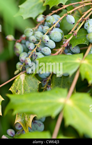 Mahonia frutto su una boccola in un giardino del Regno Unito Foto Stock